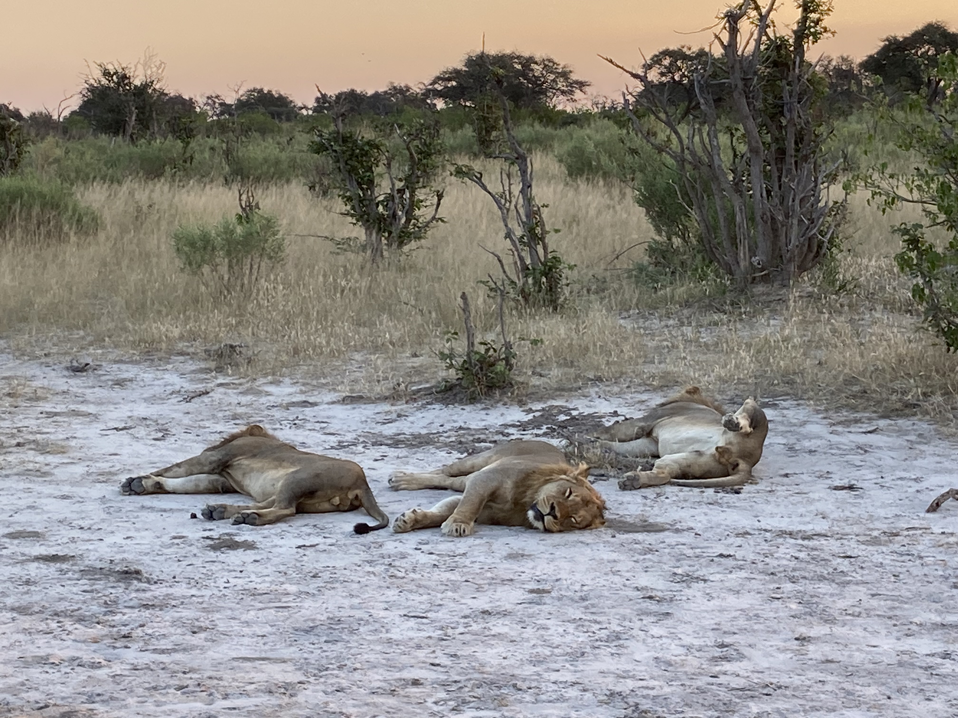 In Botswana, we had a sundowner with some sleepy lions on the last night of the trip!